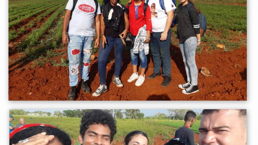 Los jóvenes del ISRI participaron en un trabajo productivo en la Finca "Los Tamarindos", perteneciente al Comité Nacional del PCC.
